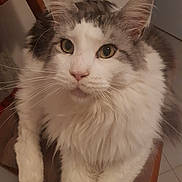 Yuri participe au concours pour gagner de l'argent avec cette photo : cat, fluffy, white, gray, pet, animal, chair, indoor, whiskers, fur, cute, closeup, portrait, domestic, feline, relaxed, looking, sitting, ears, eyes