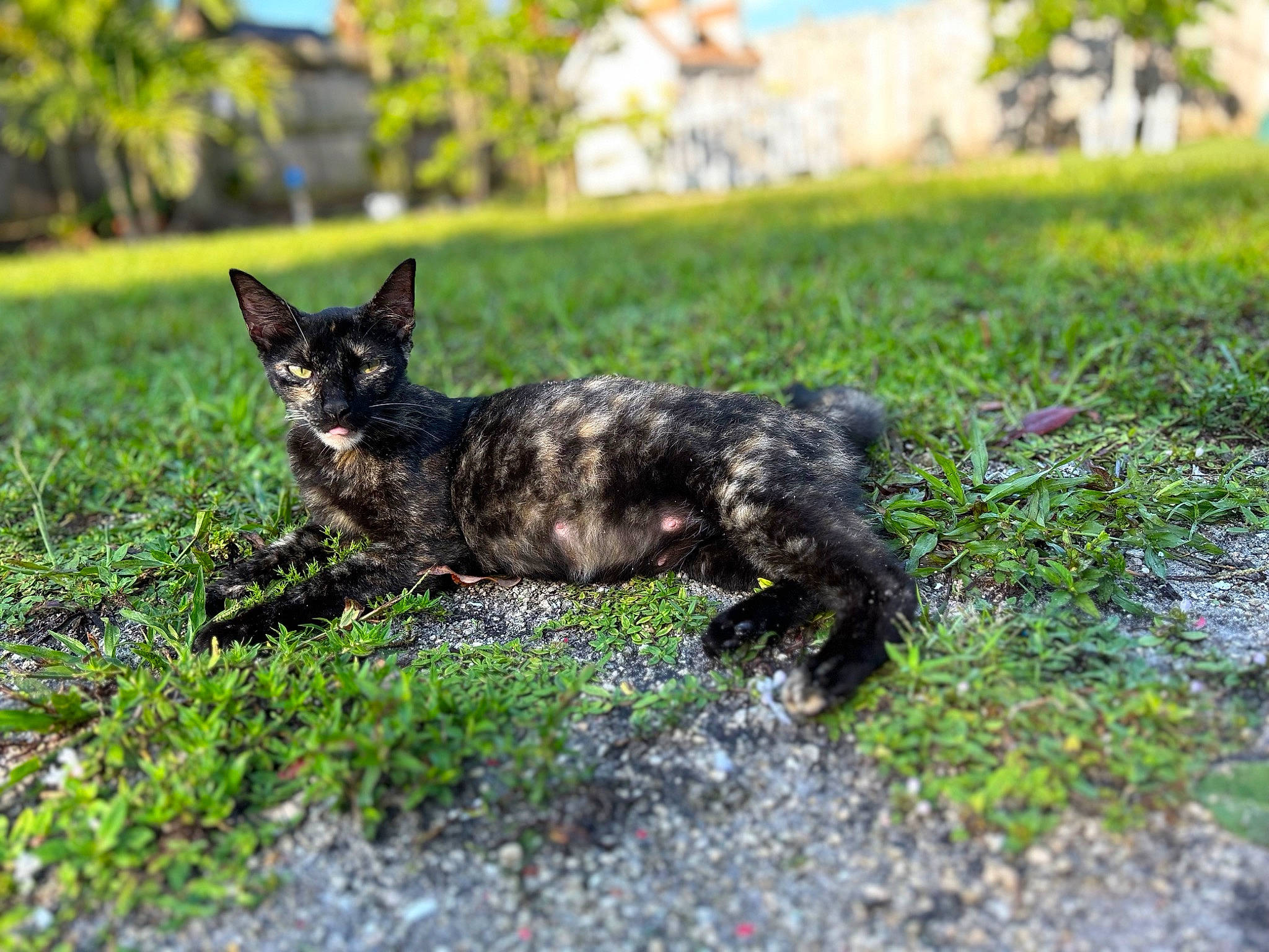 Cali is registered to the contest to win money with this photo: canidae, carnivore, cat, dog_breed, domestic_short_haired_cat, eye, felidae, fur, grass, grassland, groundcover, plant, small_to_medium_sized_cats, snout, soil, sporting_group, tail, terrestrial_animal, tree, whiskers