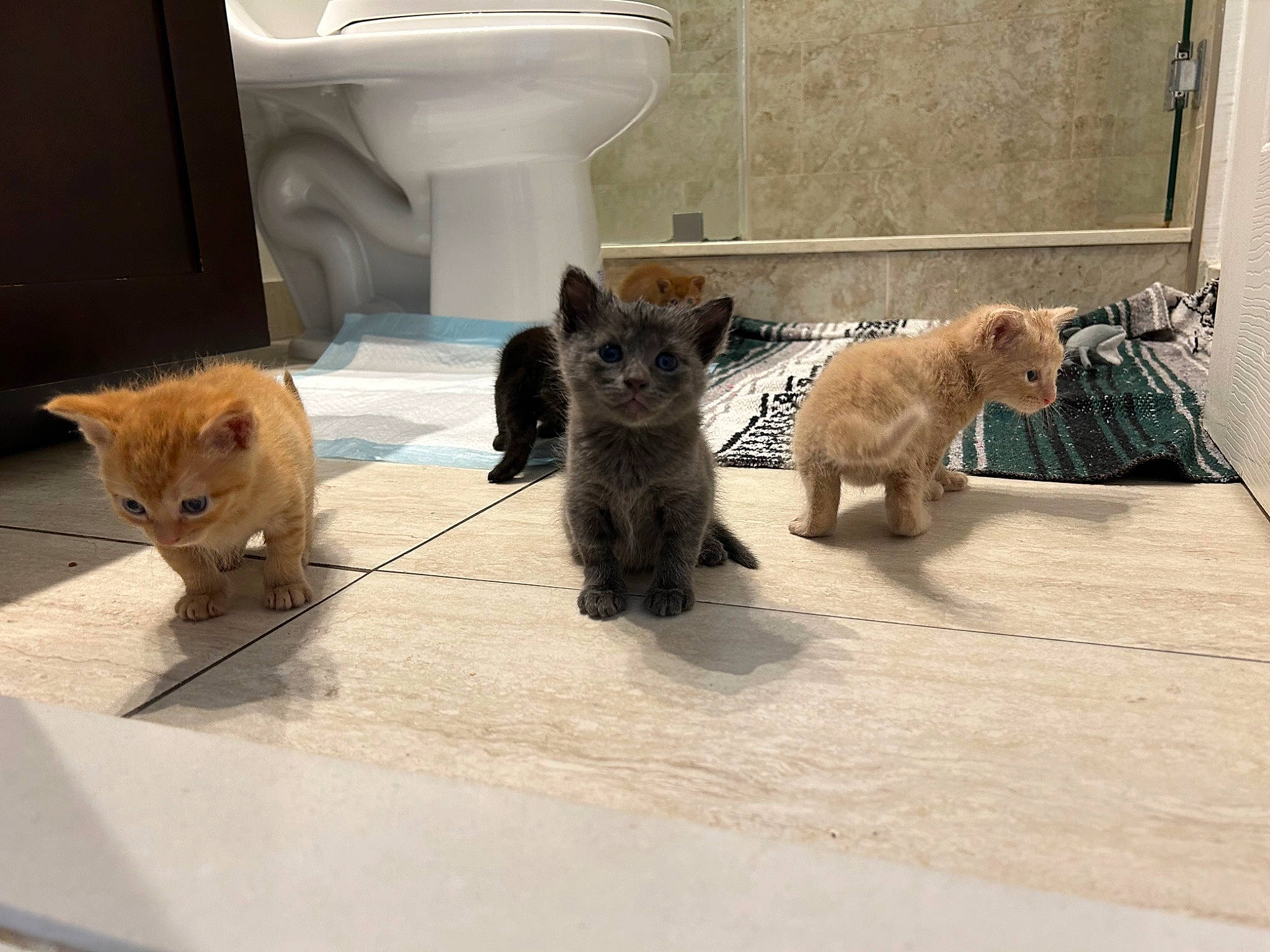 Brady Bunch joined the competition — help win amazing prizes! bathroom, brown, canidae, carnivore, cat, claw, domestic_short_haired_cat, fawn, felidae, floor, flooring, fur, plumbing, plumbing_fixture, small_to_medium_sized_cats, tail, terrestrial_animal, whiskers, window, wood