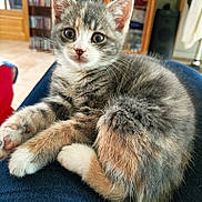 Ange participe au concours pour gagner de l'argent avec cette photo : kitten, cat, pet, animal, feline, fur, whiskers, ears, eyes, paw, indoor, home, furniture, wooden, lap, curious, cute, small, soft, relaxed