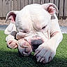 Syko participe au concours pour gagner de l'argent avec cette photo : dog, bulldog, white_dog, sleeping, lying_down, grass, outdoor, pet, animal, wrinkles, floppy_ears, paws, close_up, portrait, sunlight, fence, garden, relaxed, nap, funny