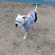 Syko participe au concours pour gagner de l'argent avec cette photo : dog, white_dog, pet, animal, outdoor, grass, dry_grass, lawn, clothing, dog_shirt, gray_shirt, red_detail, standing, walking, tail, upright_tail, short_hair, collar, water, daylight