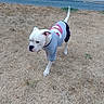 animal, clothing, collar, daylight, dog, dog_shirt, dry_grass, grass, gray_shirt, lawn, outdoor, pet, red_detail, short_hair, standing, tail, upright_tail, walking, water, white_dog