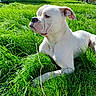 animal, black_nose, bulldog, canine, closeup, daylight, dog, floppy_ears, garden, grass, lawn, nature, outdoor, pet, portrait, short_hair, sitting, sunlight, white_dog, wrinkles