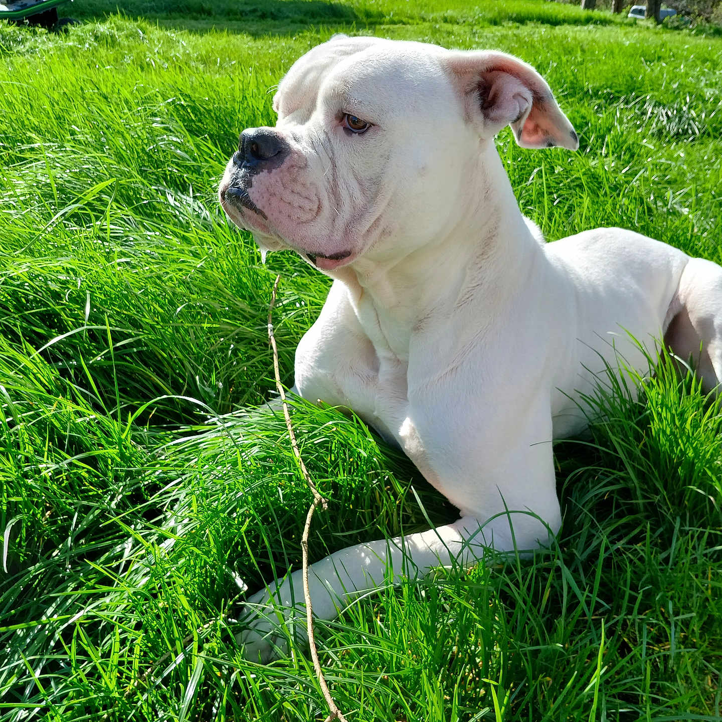 Syko a rejoint le concours — aidez-le/la à gagner de superbes lots ! dog, white_dog, bulldog, canine, pet, animal, sitting, grass, outdoor, garden, sunlight, nature, portrait, short_hair, floppy_ears, black_nose, wrinkles, lawn, daylight, closeup