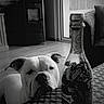 Syko participe au concours pour gagner de l'argent avec cette photo : dog, bulldog, pet, animal, face, portrait, indoors, living_room, table, bottle, drink, furniture, couch, fireplace, window, floor, black_and_white, monochrome, patterned_tablecloth, home
