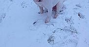 Syko participe au concours pour gagner de l'argent avec cette photo : dog, puppy, white_dog, snow, winter, outdoor, sitting, portrait, animal, pet, short_hair, floppy_ears, black_nose, blue_tint, pawprints, grass, frost, snowy_ground, camera_watermark, rural