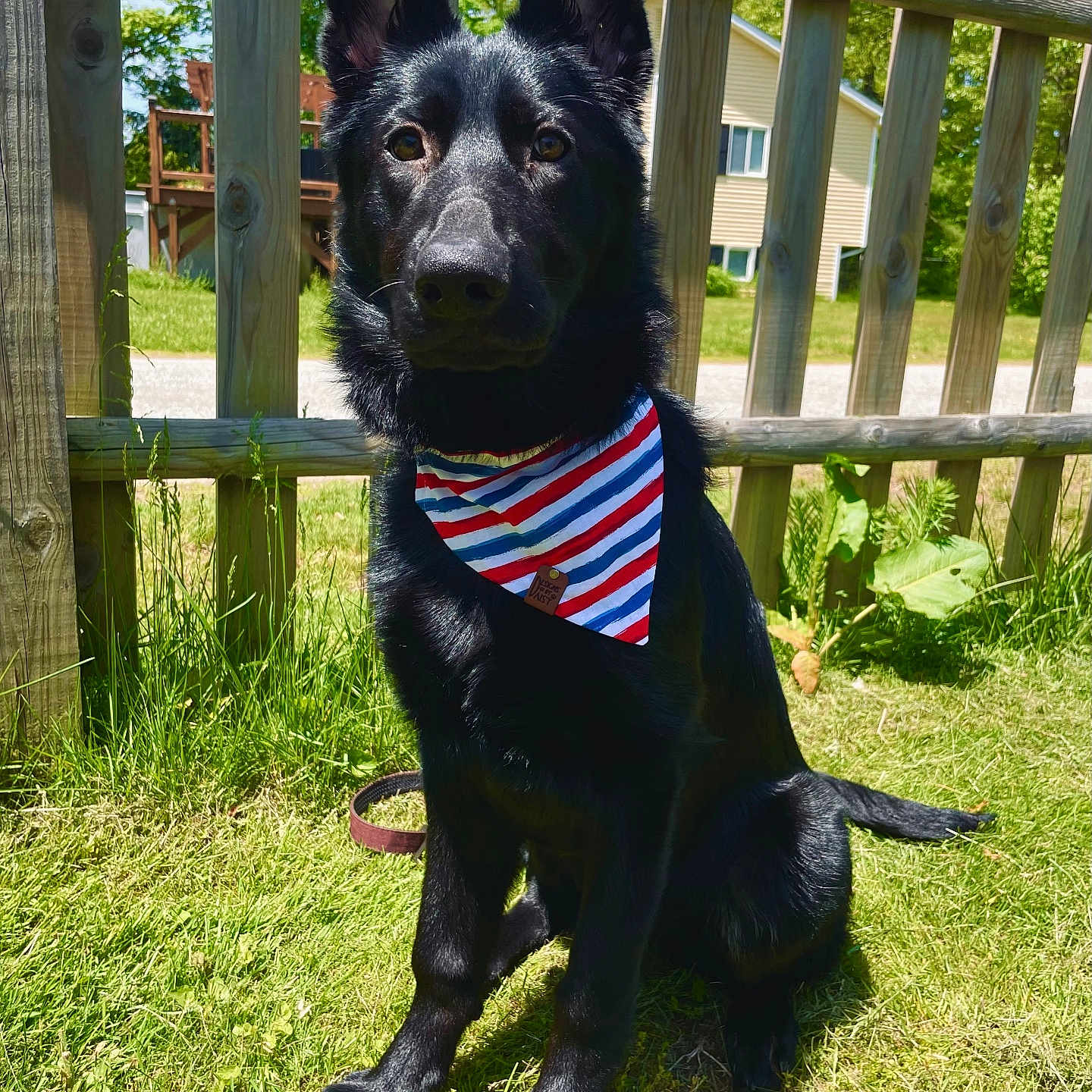 Millie joined the competition — help win amazing prizes! accessories, animal, architecture, backyard, building, canine, dog, fence, formalwear, grass, green, lawn, nature, outdoors, pet, plant, puppy, shelter, tree, yard
