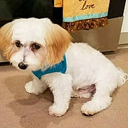 Skipper is registered to the contest to win money with this photo: dog, puppy, small_dog, white_fur, brown_ears, blue_harness, carpet, indoor, kitchen, towel, appliance, pet, cute, sitting, looking_away, fur, animal, domestic, young_dog, floor
