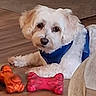 Skipper is registered to the contest to win money with this photo: dog, white_dog, pet, indoor, floor, toy, chew_toy, blue_harness, cute, fluffy, animal, canine, resting, looking, domestic_animal, wooden_floor, playful, companion, household, relaxed