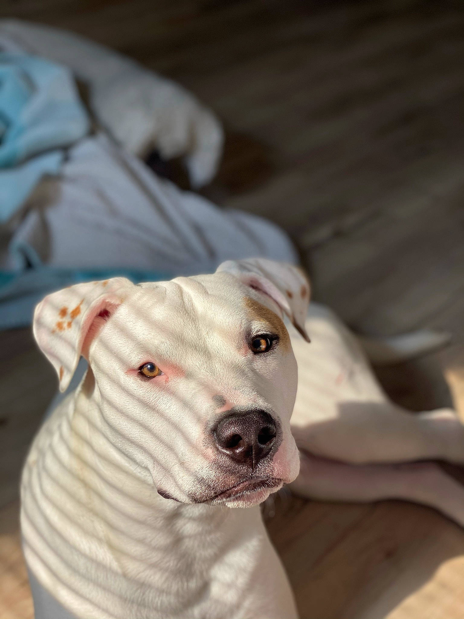 Ghost is registered to the contest to win money with this photo: canidae, carnivore, collar, comfort, companion_dog, cordoba_fighting_dog, dog, dog_breed, dog_collar, dogo_argentino, fawn, fur, guard_dog, leash, non_sporting_group, pet_supply, snout, sporting_group, whiskers, working_animal