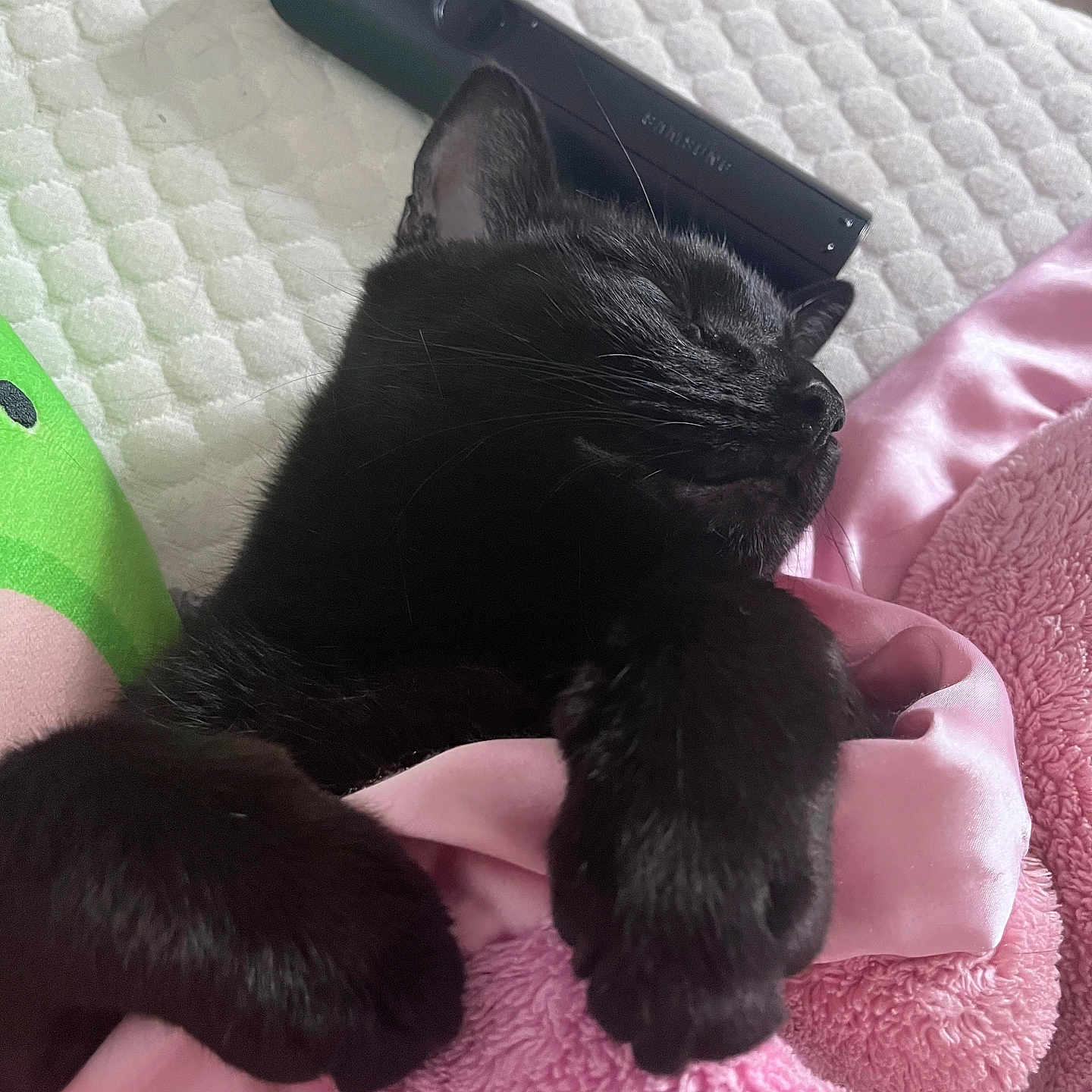 Binx joined the competition — help win amazing prizes! animal, bed, bedroom, blackcat, blanket, canine, cat, computer, couch, dog, electronics, furniture, indoors, kitten, laptop, pc, pet, phone, quilt, room