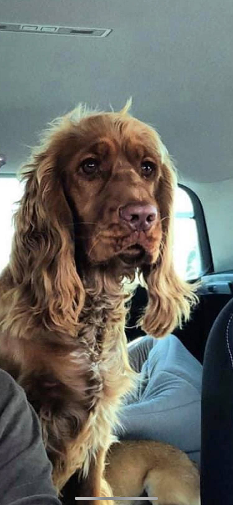 Louis a rejoint le concours — aidez-le/la à gagner de superbes lots ! boykin_spaniel, canidae, carnivore, cocker_spaniel, companion_dog, dog, dog_breed, english_cocker_spaniel, field_spaniel, french_spaniel, german_spaniel, mammal, picardy_spaniel, rare_breed_dog, setter, snout, spaniel, sporting_group, sussex_spaniel, vertebrate