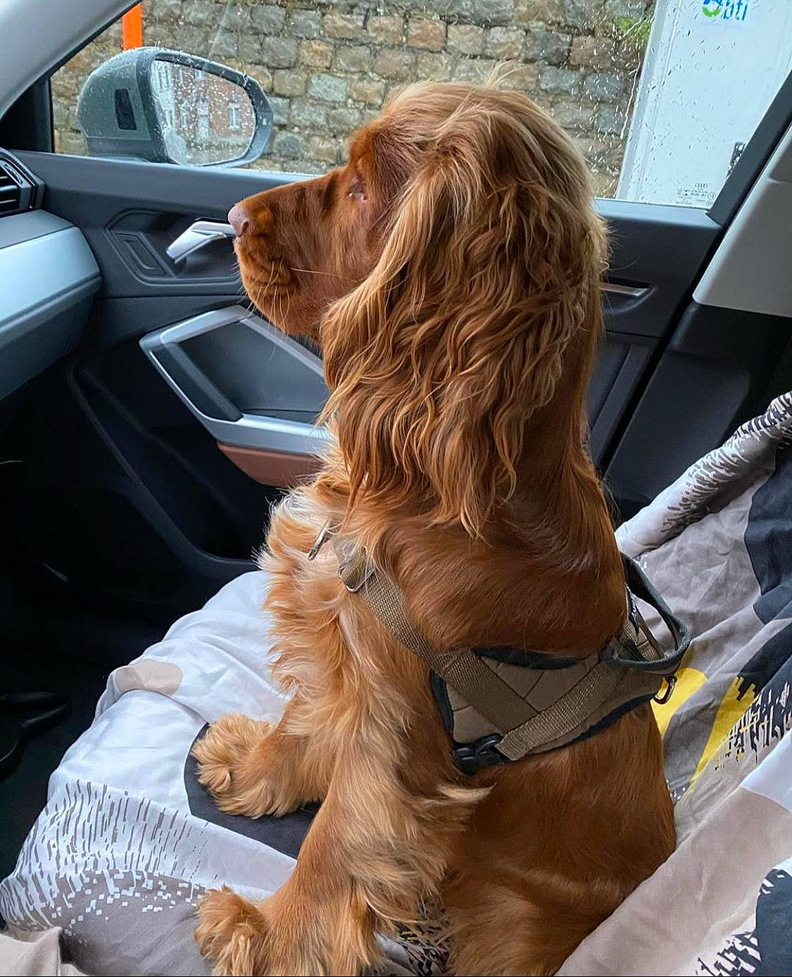 Louis a rejoint le concours — aidez-le/la à gagner de superbes lots ! auto_part, canidae, car, car_seat, carnivore, cocker_spaniel, companion_dog, dog, dog_breed, irish_setter, king_charles_spaniel, setter, spaniel, sporting_group, vehicle, vehicle_door
