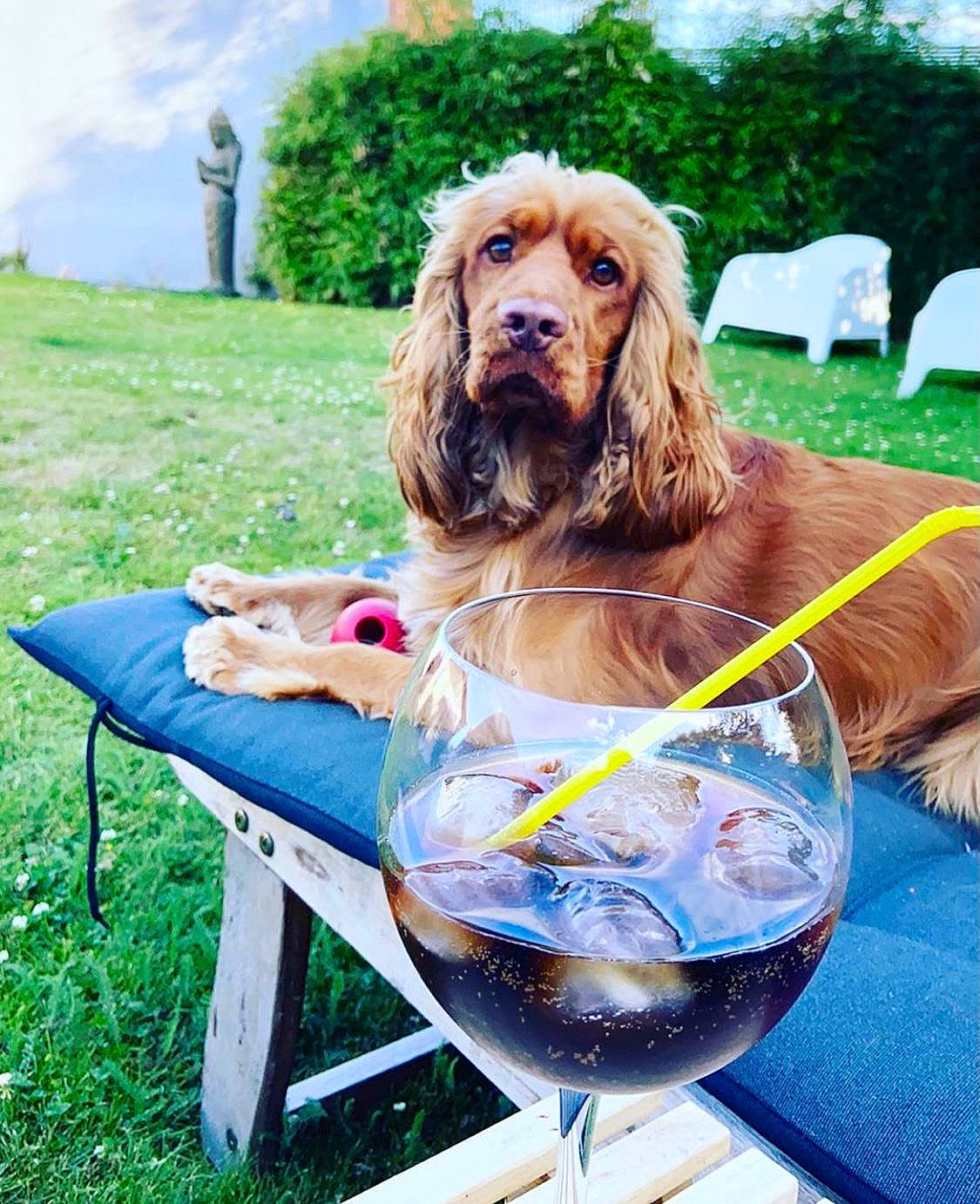 Louis participe au concours pour gagner de l'argent avec cette photo : american_cocker_spaniel, canidae, carnivore, cocker_spaniel, companion_dog, dog, dog_breed, english_cocker_spaniel, irish_setter, rare_breed_dog, setter, spaniel, sporting_group, sussex_spaniel
