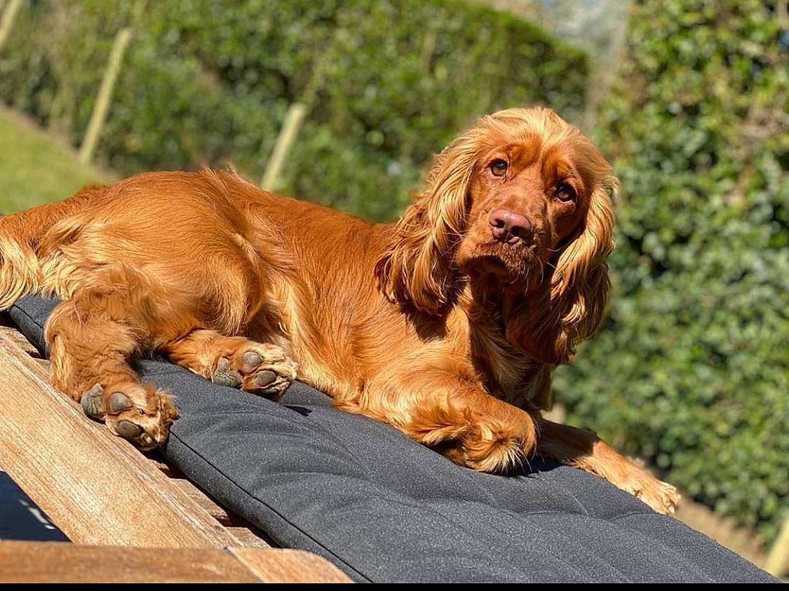 Louis a rejoint le concours — aidez-le/la à gagner de superbes lots ! canidae, carnivore, cocker_spaniel, companion_dog, dog, dog_breed, english_cocker_spaniel, field_spaniel, german_spaniel, irish_setter, liver, mammal, picardy_spaniel, rare_breed_dog, russian_spaniel, setter, spaniel, sporting_group, sussex_spaniel, vertebrate