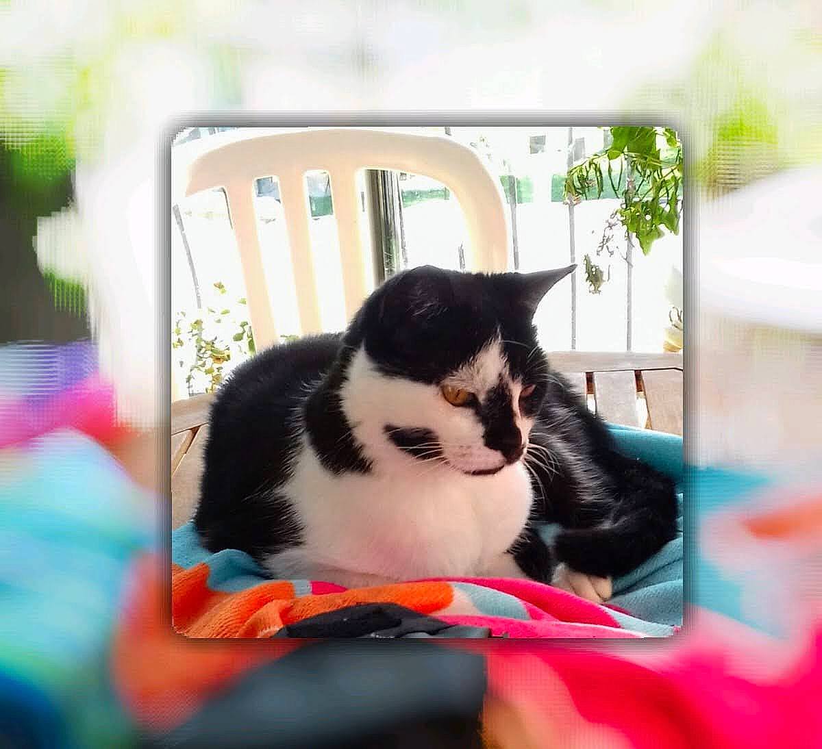 Domino participe au concours pour gagner de l'argent avec cette photo : carmine, carnivore, cat, comfort, domestic_short_haired_cat, felidae, fur, grass, photograph, plant, rectangle, sitting, small_to_medium_sized_cats, snapshot, snout, tail, tree, whiskers, window