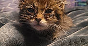 Monkey is registered to the contest to win money with this photo: cat, kitten, animal, pet, fluffy, brown_fur, long_hair, whiskers, ears, eyes, nose, face, portrait, close_up, cozy, blanket, indoors, cuddly, sleepy, cute