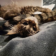 Monkey is registered to the contest to win money with this photo: cat, long_hair, fluffy, brown, white, tabby, upside_down, lying_down, relaxed, playful, pet, whiskers, eyes, nose, fur, blanket, bed, indoor, portrait, sleeping