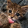 Monkey is registered to the contest to win money with this photo: cat, kitten, animal, pet, fluffy, fur, brown_fur, tabby, blue_eyes, whiskers, ears, paws, nose, closeup, portrait, indoors, blanket, cuddling, human_hand, pink_nail