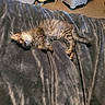 Monkey is registered to the contest to win money with this photo: cat, kitten, feline, pet, animal, sleeping, lying_down, relaxed, fluffy, scruffy, long_hair, whiskers, ears, paws, tail, blanket, bedroom, laundry_basket, indoor, cozy