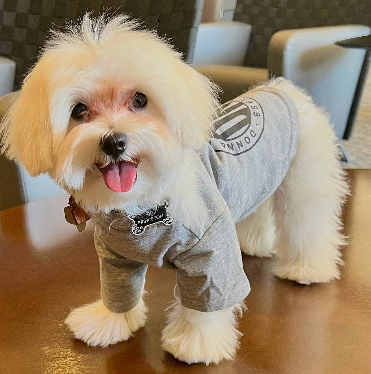 Sir Princeton joined the competition — help win amazing prizes! canidae, carnivore, companion_dog, dog, dog_breed, dog_clothes, dog_collar, dog_supply, fawn, flooring, font, fur, maltepoo, puppy_love, small_terrier, snout, sporting_group, terrier, toy_dog, working_animal