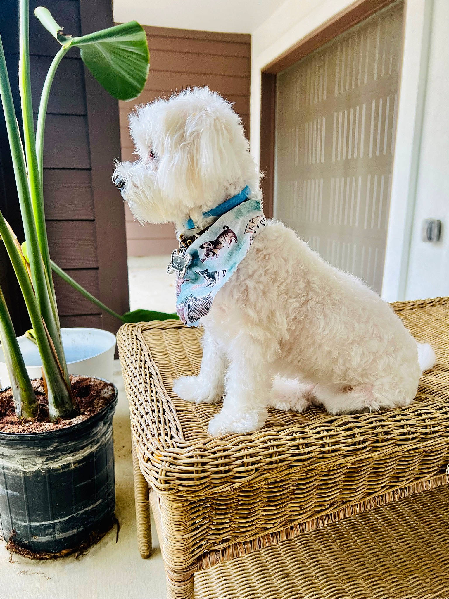 Sir Princeton joined the competition — help win amazing prizes! basket, carnivore, collar, companion_dog, dog, dog_breed, dog_collar, dog_supply, door, fawn, flowerpot, houseplant, pet_supply, plant, poodle, sporting_group, terrier, toy_dog, wicker, wood