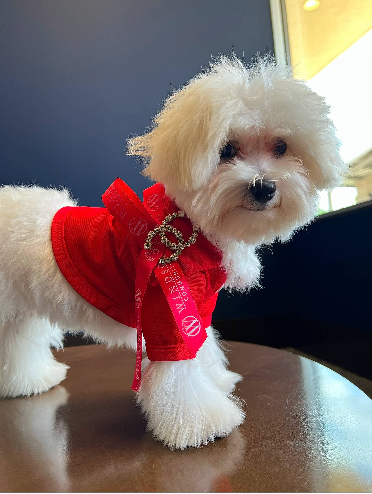 Sir Princeton is registered to the contest to win money with this photo: canidae, carnivore, collar, companion_dog, dog, dog_breed, dog_clothes, dog_collar, dog_supply, fashion_accessory, fawn, fur, maltepoo, pet_supply, small_terrier, snout, sporting_group, terrier, toy_dog, working_animal