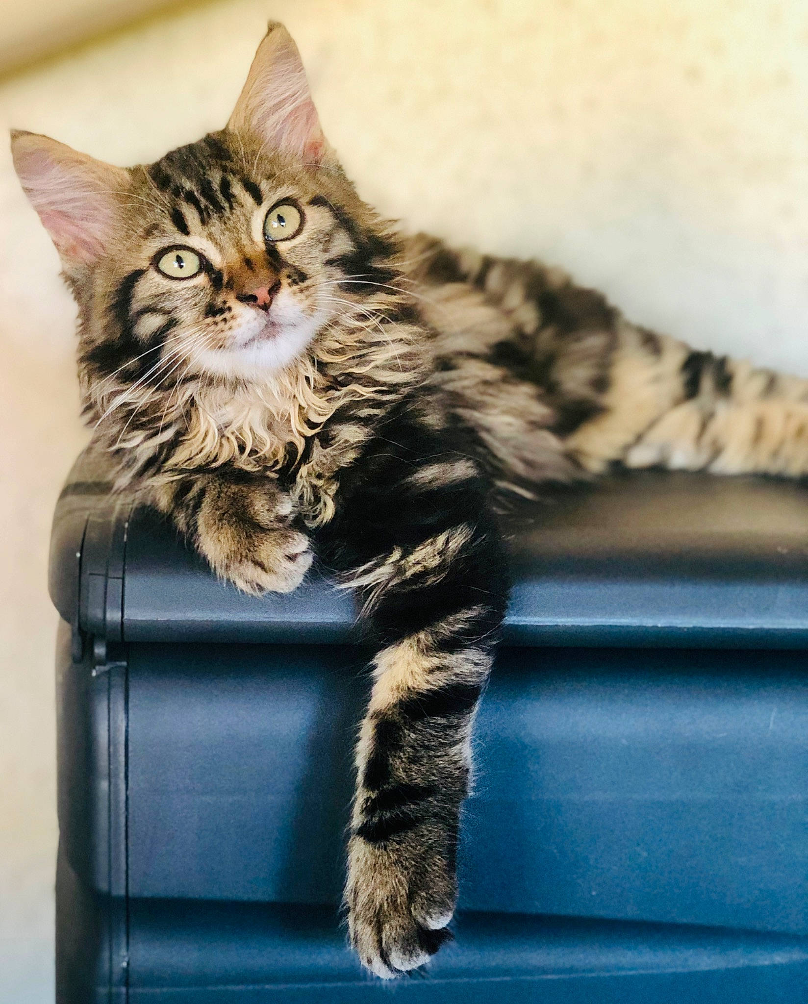 Calvin participe au concours pour gagner de l'argent avec cette photo : box, carnivore, cat, claw, domestic_short_haired_cat, felidae, fur, maine_coon, paw, sitting, small_to_medium_sized_cats, snout, tail, terrestrial_animal, whiskers