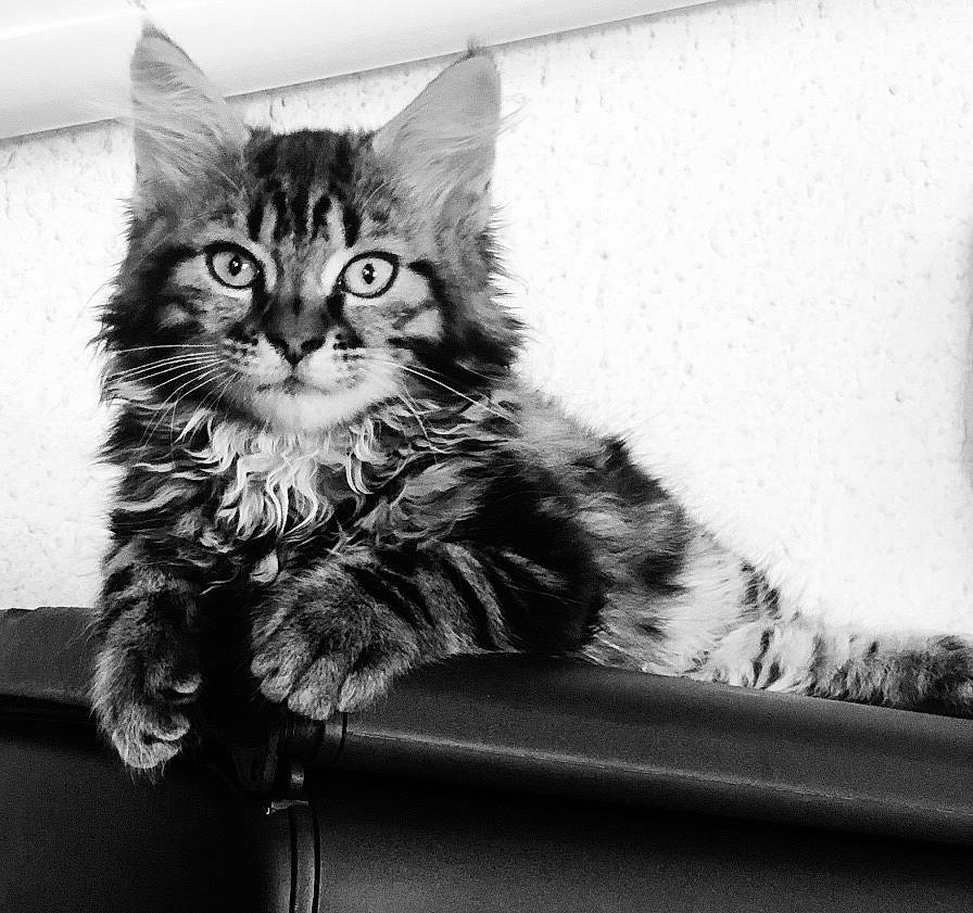 Calvin a rejoint le concours — aidez-le/la à gagner de superbes lots ! black_and_white, carnivore, cat, claw, comfort, domestic_short_haired_cat, felidae, fur, iris, maine_coon, monochrome, monochrome_photography, paw, sitting, small_to_medium_sized_cats, snout, stock_photography, style, whiskers, window
