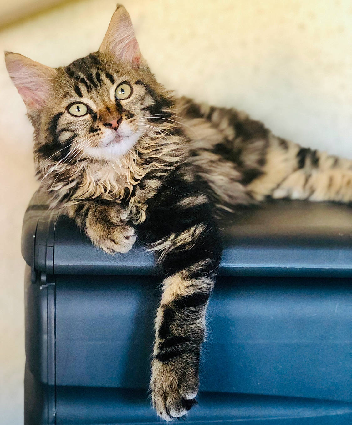 Calvin a rejoint le concours — aidez-le/la à gagner de superbes lots ! box, carnivore, cat, cat_supply, claw, domestic_short_haired_cat, eye, felidae, fur, maine_coon, paw, small_to_medium_sized_cats, snout, tail, terrestrial_animal, whiskers