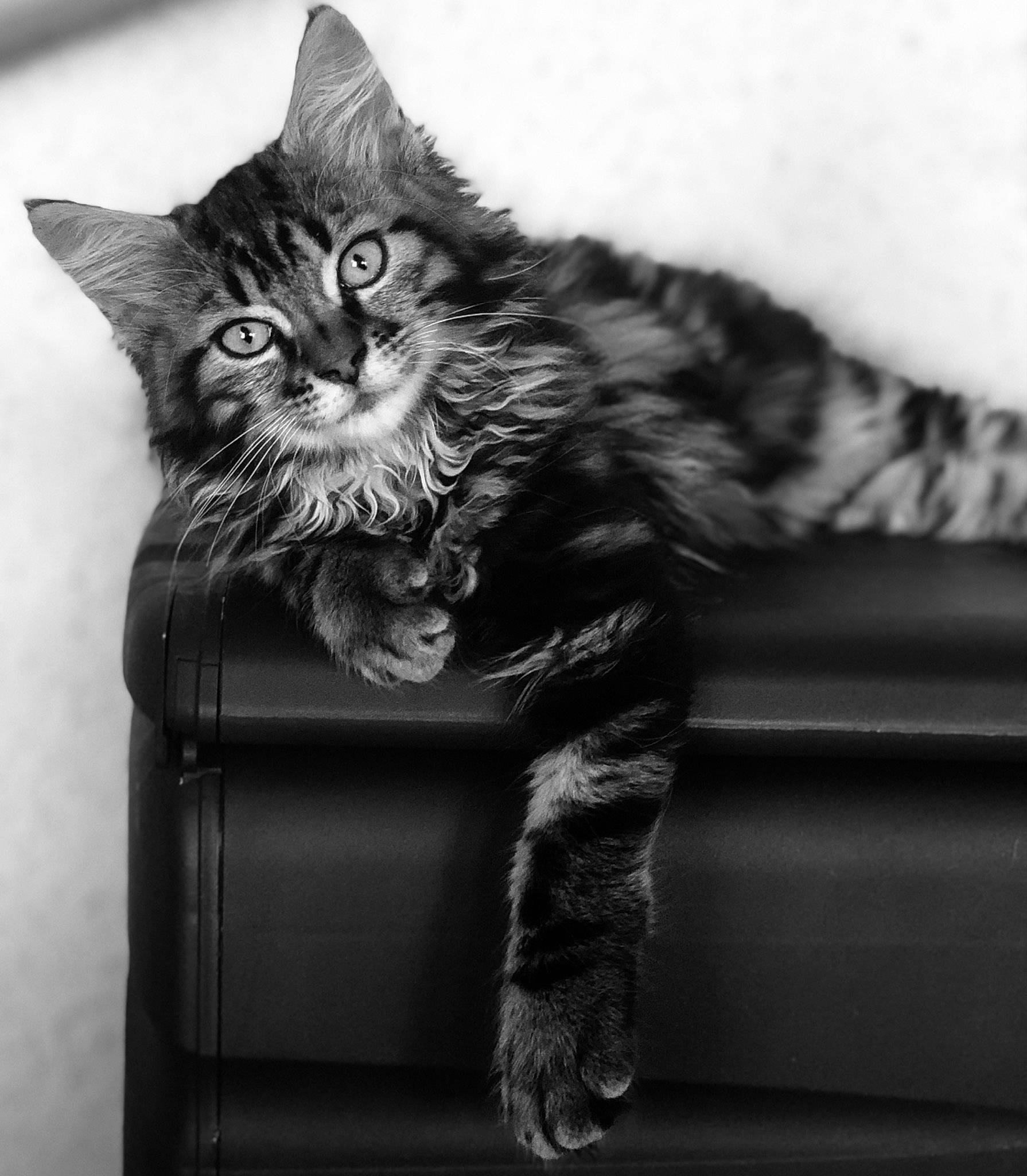 Calvin a rejoint le concours — aidez-le/la à gagner de superbes lots ! black_and_white, black_cat, carnivore, cat, claw, domestic_short_haired_cat, eye, felidae, fur, grey, monochrome, monochrome_photography, paw, small_to_medium_sized_cats, snout, still_life_photography, stock_photography, style, tail, whiskers