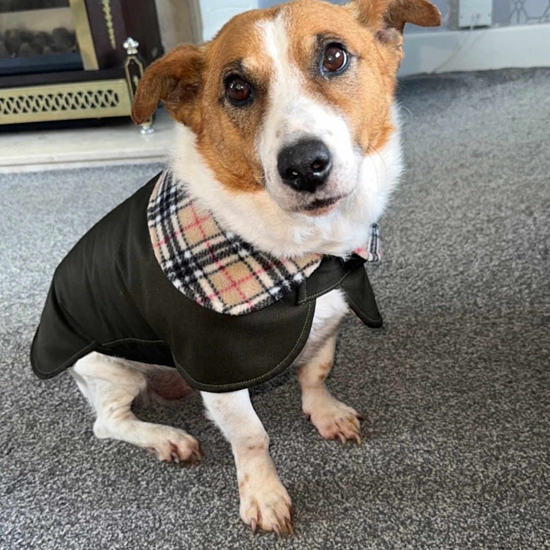 Chikko joined the competition — help win amazing prizes! animal, brown, carpet, coat, companion, cute, dog, domestic_animal, ears, fireplace, floor, furniture, home, indoor, looking_at_camera, pet, plaid, portrait, sitting, white