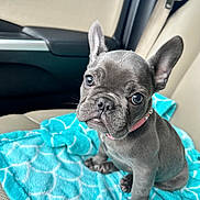 Luna is registered to the contest to win money with this photo: adorable, animal, blanket, blue, car_interior, collar, companion, cute, dog, ears, french_bulldog, fur, indoor, looking_up, pet, puppy, seat, sitting, small_dog, young