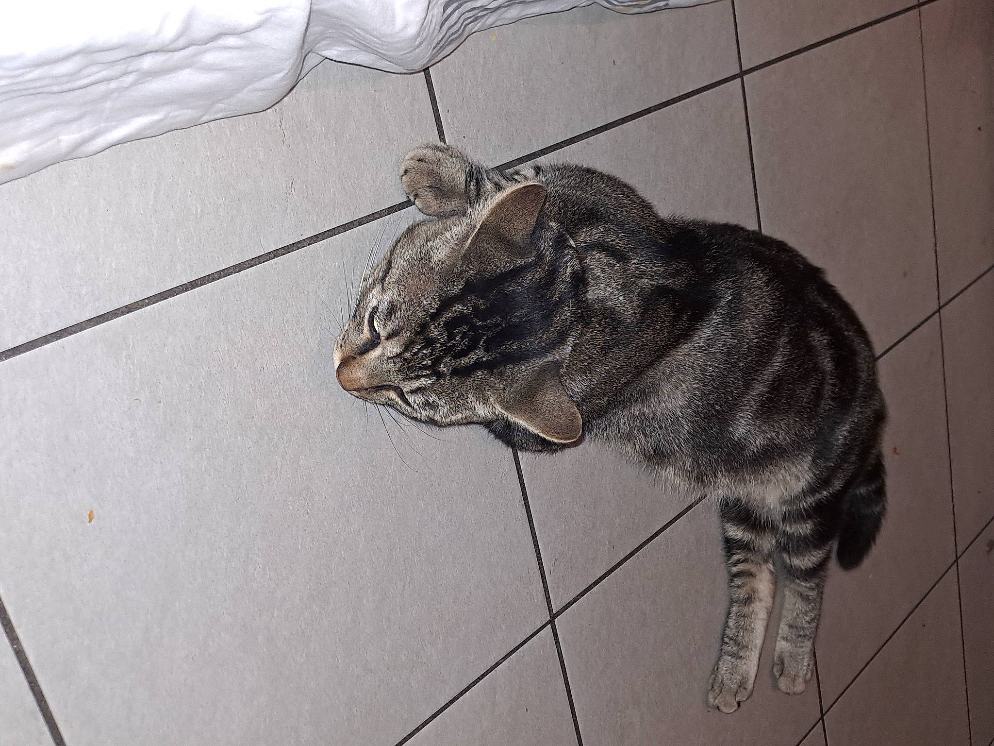 Minou a rejoint le concours — aidez-le/la à gagner de superbes lots ! carnivore, cat, claw, domestic_short_haired_cat, felidae, flooring, fur, grey, monochrome, monochrome_photography, paw, small_to_medium_sized_cats, snout, tail, terrestrial_animal, whiskers