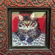 Bushy is registered to the contest to win money with this photo: cat, tabby, fluffy, green_eyes, patterned_surface, ornate_frame, decorative, resting, indoor, portrait, feline, animal, closeup, framed_photo, texture, red_background, fur, whiskers, ears, cute