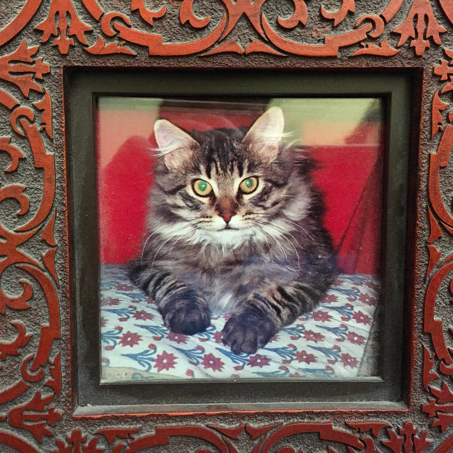 Bushy is registered to the contest to win money with this photo: animal, cat, closeup, cute, decorative, ears, feline, fluffy, framed_photo, fur, green_eyes, indoor, ornate_frame, patterned_surface, portrait, red_background, resting, tabby, texture, whiskers