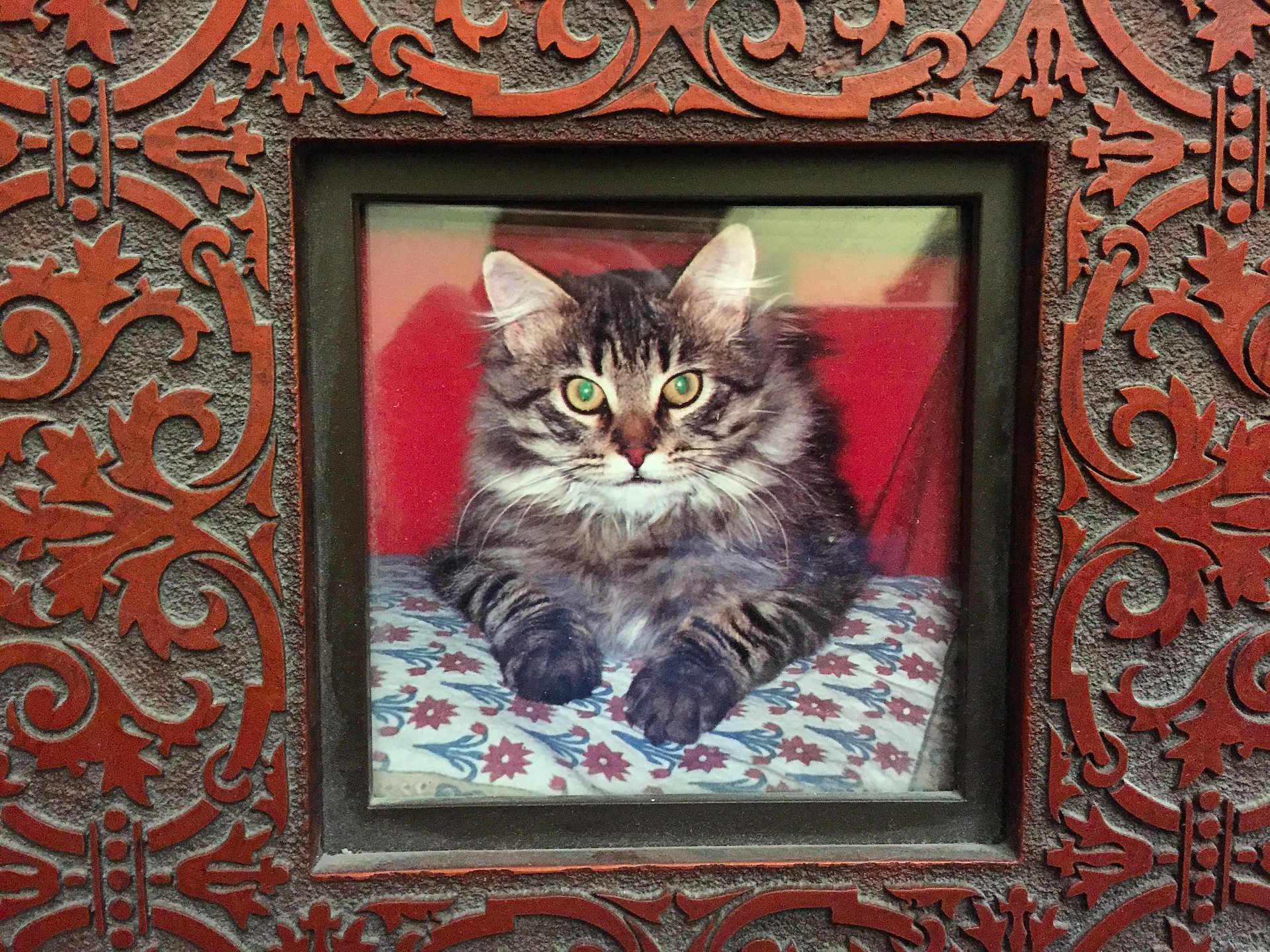 Bushy is registered to the contest to win money with this photo: cat, tabby, fluffy, green_eyes, patterned_surface, ornate_frame, decorative, resting, indoor, portrait, feline, animal, closeup, framed_photo, texture, red_background, fur, whiskers, ears, cute