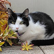 Choukette participe au concours pour gagner de l'argent avec cette photo : cat, black_and_white, green_eyes, collar, bell, foliage, yellow_leaves, outdoor, stone_surface, animal, pet, curious, crouching, whiskers, ears, tail, nature, closeup, mammal, domestic_cat