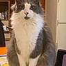 cat, close_up, domestic_animal, ears, feline, fluffy, front_paws, fur, gray_and_white, household, indoor, kitchen, looking_at_camera, papers, pet, refrigerator, shelf, sitting, table, whiskers