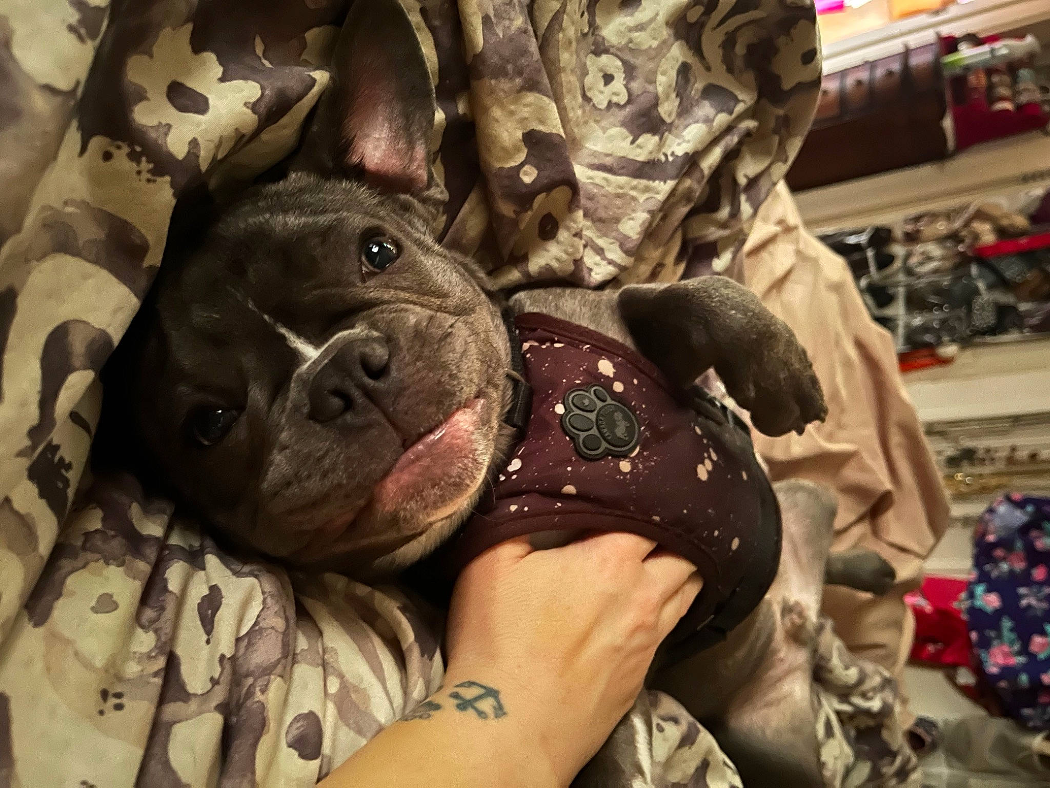 Jagger joined the competition — help win amazing prizes! canidae, carmine, carnivore, companion_dog, dog, dog_breed, fawn, fur, guard_dog, non_sporting_group, pattern, personal_protective_equipment, puppy_love, selfie, snout, sporting_group, toy_dog, whiskers, working_animal, wrinkle