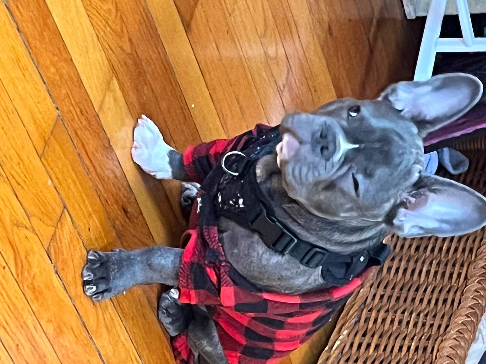 Jagger joined the competition — help win amazing prizes! carnivore, collar, companion_dog, dog, dog_breed, dog_clothes, dog_collar, dog_supply, fawn, flooring, hardwood, personal_protective_equipment, plank, snout, sporting_group, toy, varnish, wood, wood_flooring, wood_stain