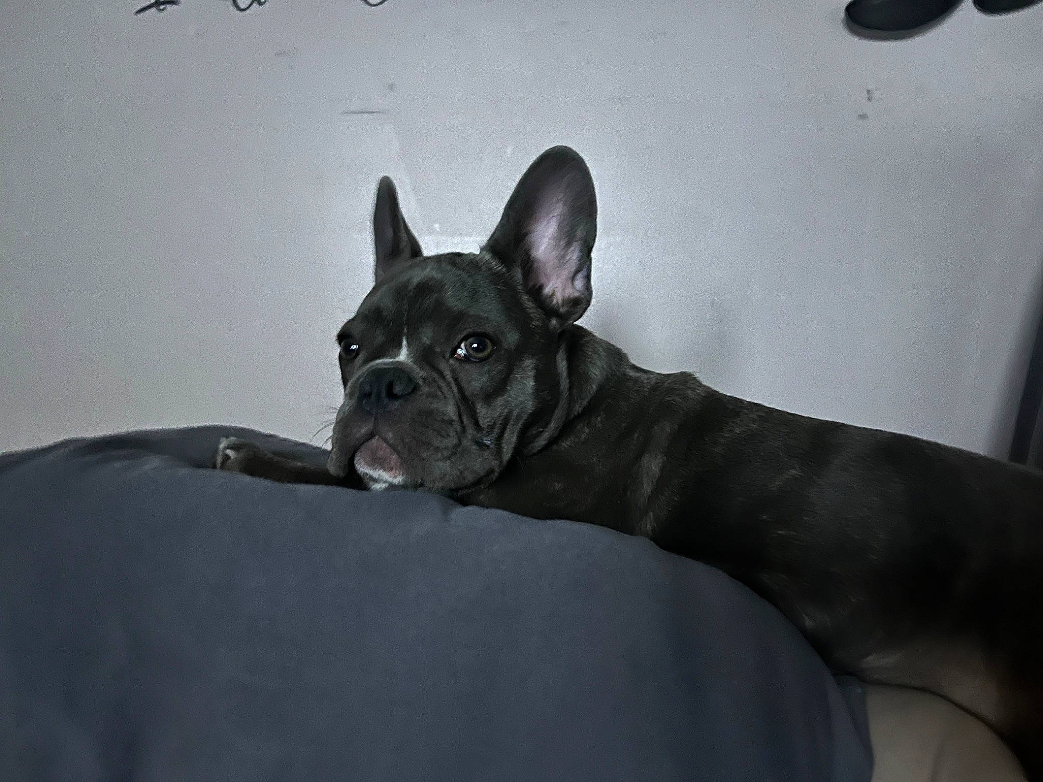 Jagger joined the competition — help win amazing prizes! bulldog, canidae, carnivore, comfort, companion_dog, dog, dog_breed, ear, fawn, french_bulldog, grey, non_sporting_group, snout, sporting_group, terrestrial_animal, toy_dog, whiskers, working_animal, wrinkle