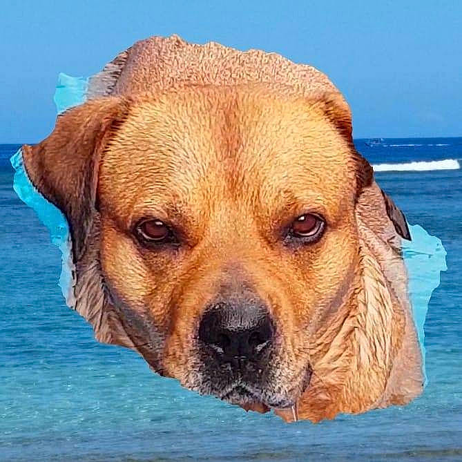 Zaya participe au concours pour gagner de l'argent avec cette photo : boerboel, canidae, carnivore, companion_dog, dog, dog_breed, fawn, mammal, perro_de_presa_mallorquin, puggle, rare_breed_dog, snout, sporting_group, vertebrate