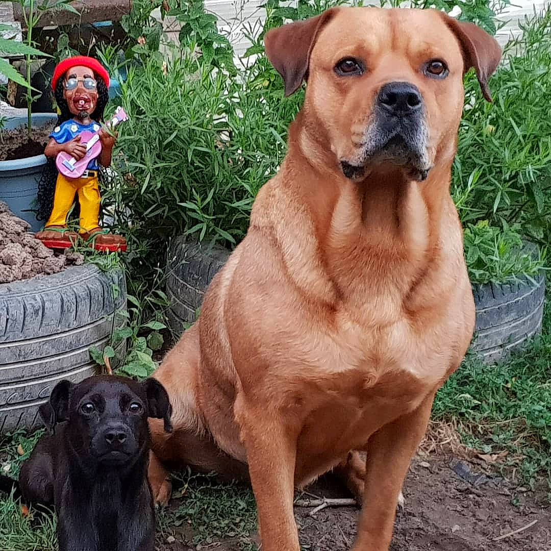 Zaya participe au concours pour gagner de l'argent avec cette photo : ancient_dog_breeds, bandog, boerboel, bullmastiff, canidae, carnivore, dog, dog_breed, fawn, fila_brasileiro, giant_dog_breed, korean_mastiff, mammal, molosser, perro_de_presa_mallorquin, rare_breed_dog, sporting_group, tosa, vertebrate, working_dog