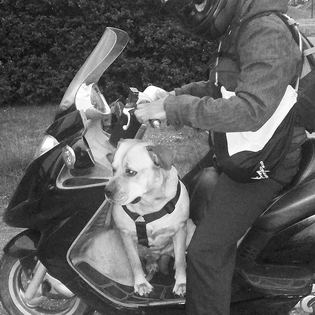 Zaya a rejoint le concours — aidez-le/la à gagner de superbes lots ! american_staffordshire_terrier, canidae, carnivore, companion_dog, dog, dog_breed, non_sporting_group, police_dog