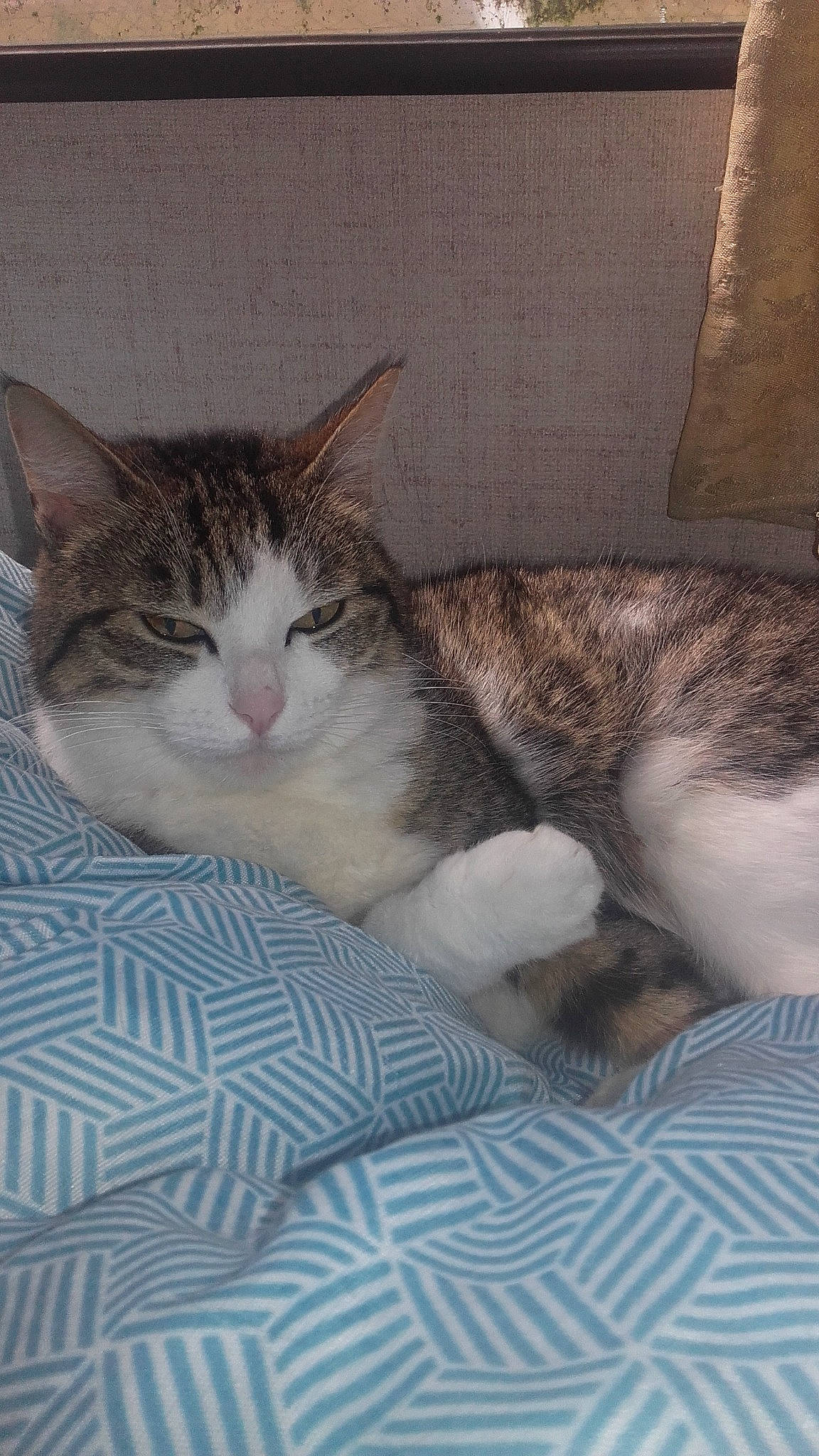 Mimi Jako a rejoint le concours — aidez-le/la à gagner de superbes lots ! aegean_cat, american_shorthair, american_wirehair, asian, australian_mist, carnivore, cat, domestic_short_haired_cat, dragon_li, european_shorthair, felidae, kitten, mammal, nap, ojos_azules, small_to_medium_sized_cats, tabby_cat, whiskers