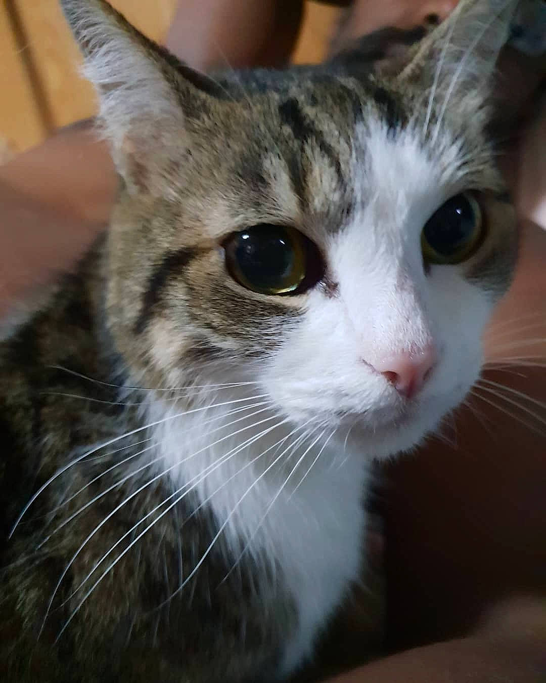 Mimi Jako participe au concours pour gagner de l'argent avec cette photo : aegean_cat, american_shorthair, american_wirehair, asian, australian_mist, carnivore, cat, domestic_short_haired_cat, european_shorthair, eye, felidae, kitten, mammal, polydactyl_cat, small_to_medium_sized_cats, snout, tabby_cat, vertebrate, whiskers