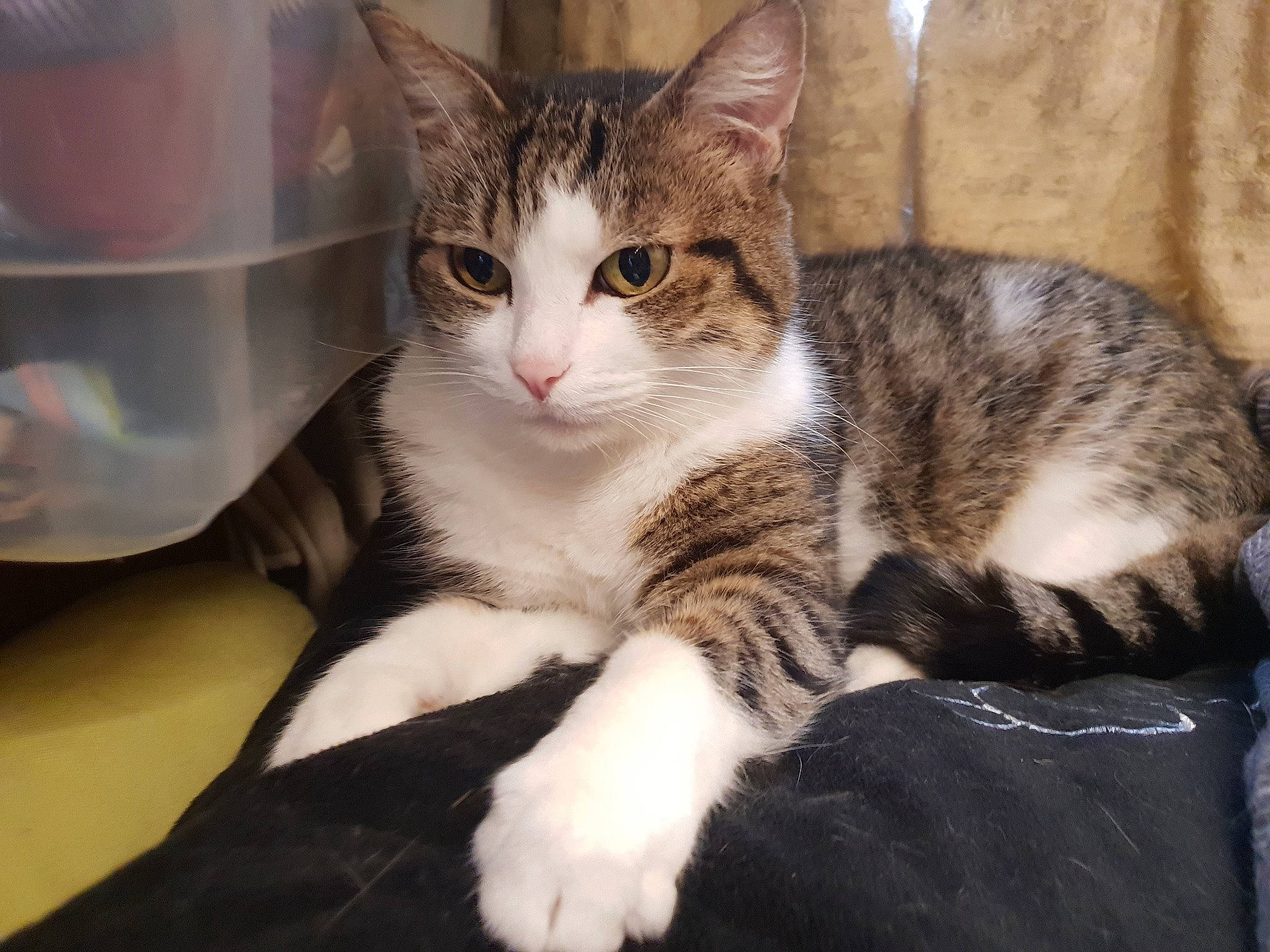 Mimi Jako a rejoint le concours — aidez-le/la à gagner de superbes lots ! aegean_cat, american_shorthair, american_wirehair, arabian_mau, asian, australian_mist, california_spangled, carnivore, cat, domestic_short_haired_cat, dragon_li, european_shorthair, felidae, kitten, mammal, polydactyl_cat, small_to_medium_sized_cats, tabby_cat, vertebrate, whiskers