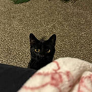 Diego joined the competition — help win amazing prizes! black_cat, cat, pet, animal, yellow_eyes, carpet, blanket, curious, indoors, fur, whiskers, ears, face, alert, greenery, home, cozy, texture, soft, peek